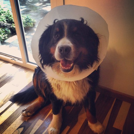 LuAnne the adorable beast dog.