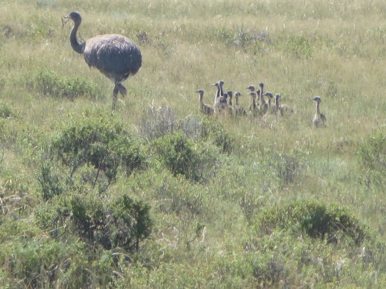We saw this beautiful mother and her many chicks.