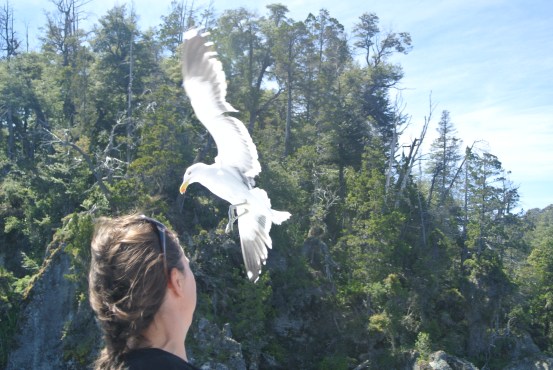 Feeding seagulls on the way to Victoria Island.