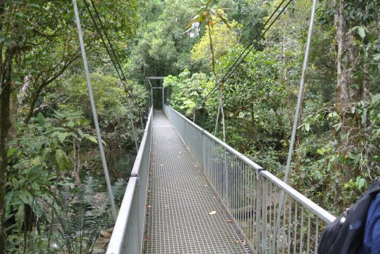 Taking a hike through Mossman Gorge