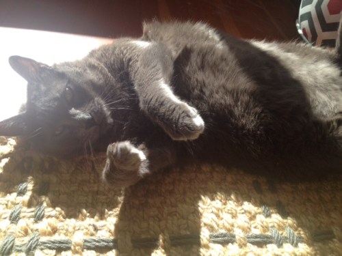 I spent the day visiting this sweet face.  You may call me a cat lady but I'm a world traveling cat lady so I guess it's all good.