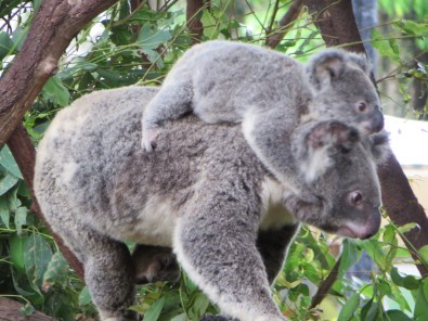 A mama and her babe.