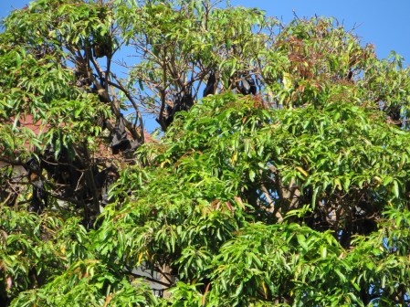 Dear Dad/Frank: Shield your eyes for the next few pictures.  (My dad has a crazy fear of bats.  Not sure if something tramautic happen to him in childhood.  I'll have to ask him next time we talk.)  Sorry I let your secret out Dad!