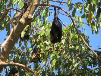 Sleeping Dracula bats.