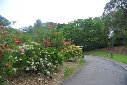 Walking through Singapore's botanical gardens.