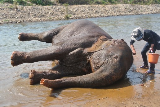 Long about a Saturday night.  He was purposefully laying down.  I guess to better scrub his ears?