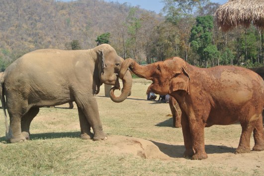 Lots of checking each other out with their trucks.