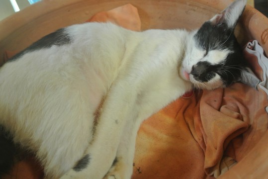 I mean, look at this face.