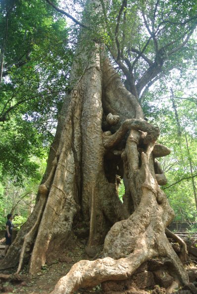 Tree outside Ankor Thom.
