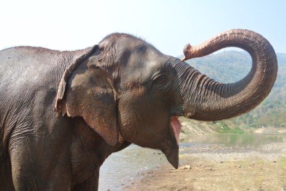 It is said when an elephants throws his truck back like this he is very happy.  I hope that is true!  Note: Shout out to my friend Pat Rafferty for helping me to fine-tune this picture to make it especially awesome.