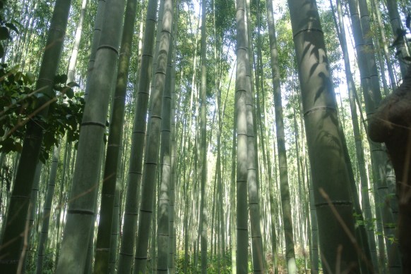 Walking through the forest.