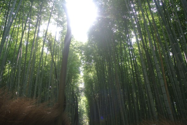 Bamboo Forest