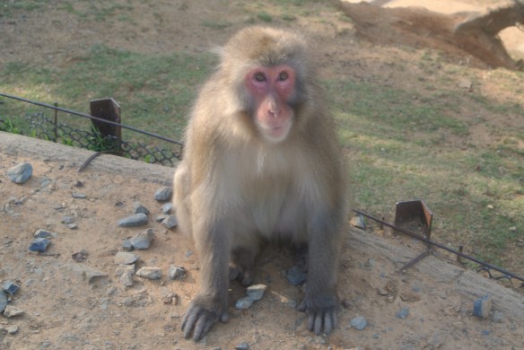 Who could resist that smirking face?