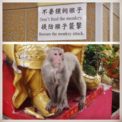 It's all fun and games until a monkey is staring at you and attacks you.